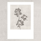 PEONY (Limited Print)