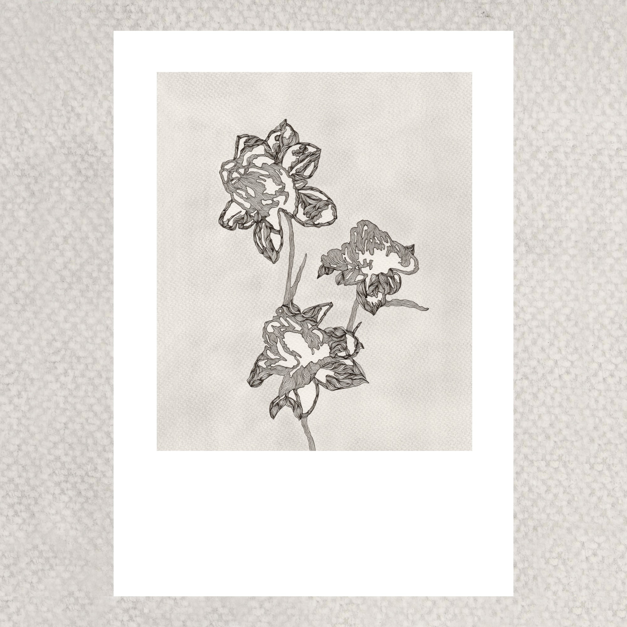PEONY (Limited Print)