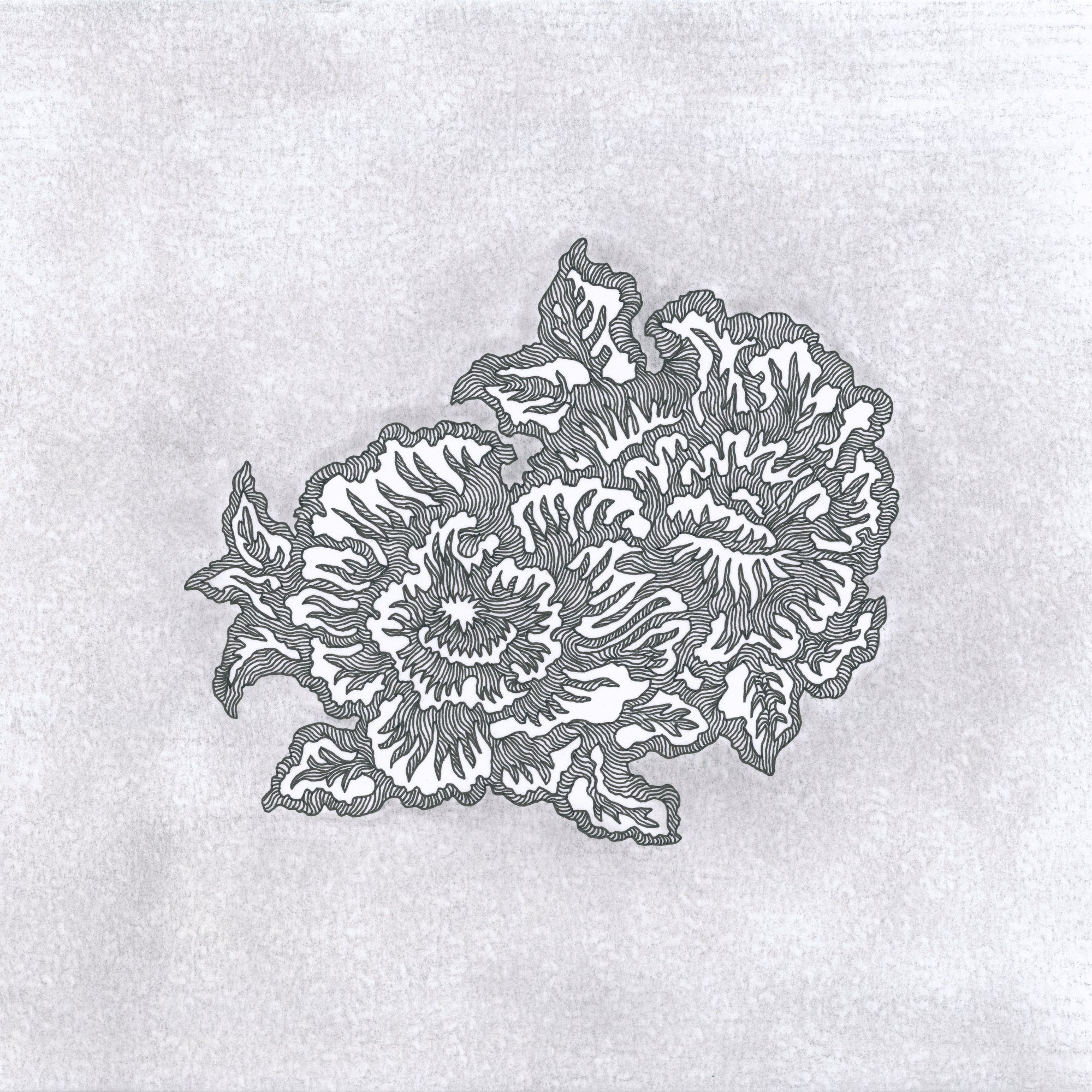 BLOOMING II (Original Drawing)