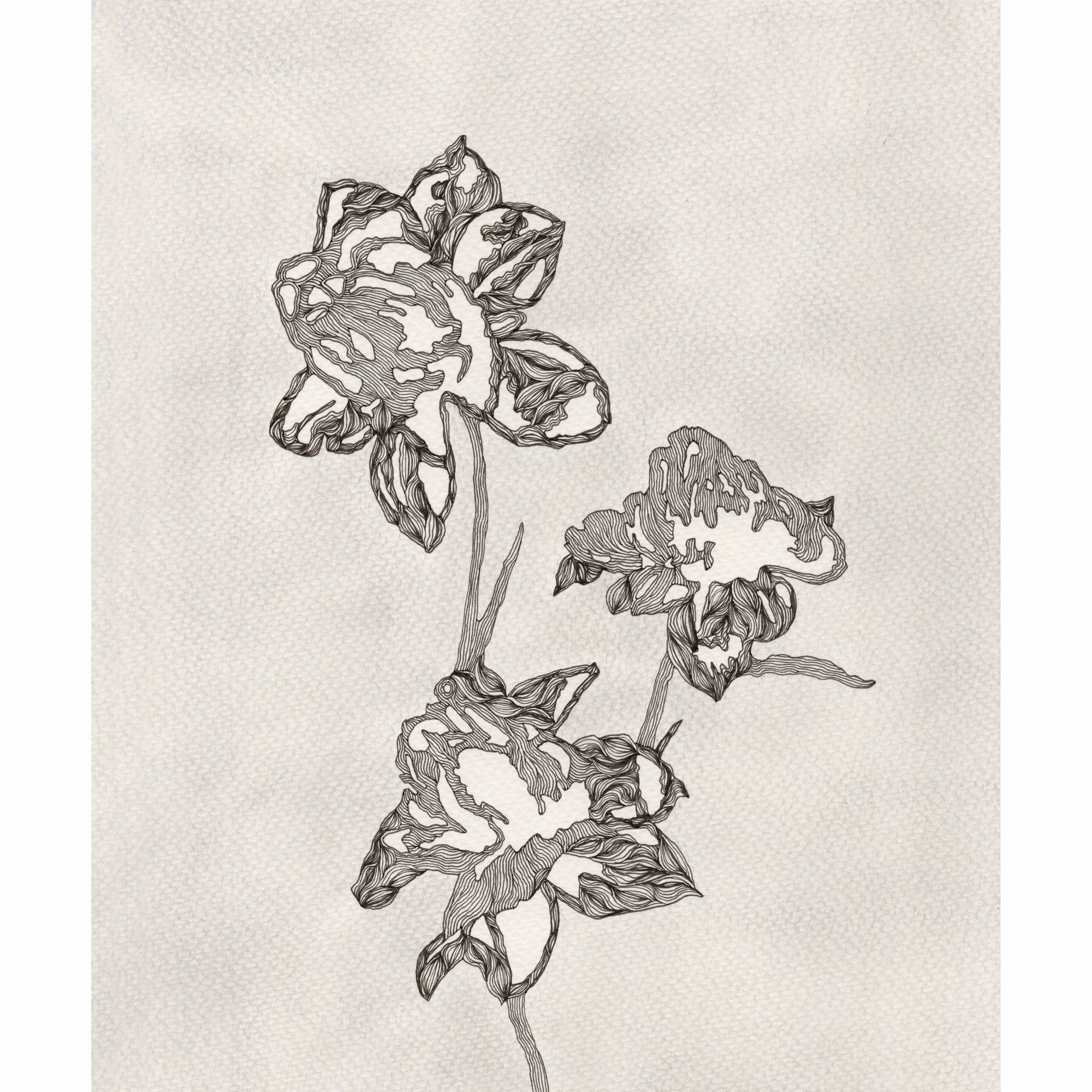 PEONY (Original Drawing)