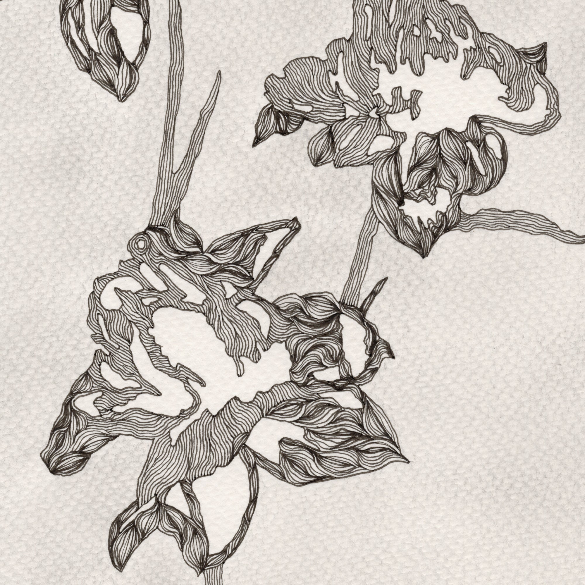 PEONY (Limited Print)