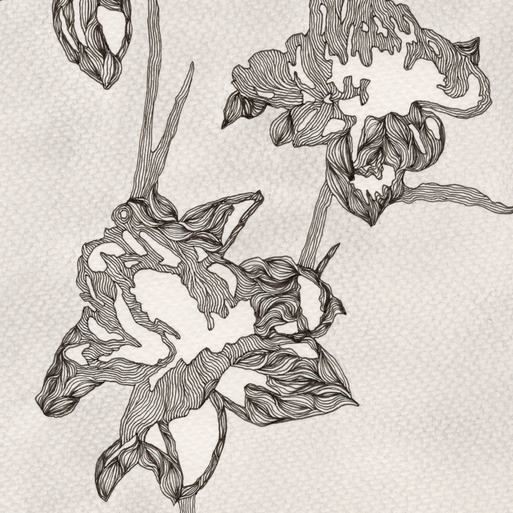 PEONY (Original Drawing)