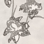 PEONY (Original Drawing)